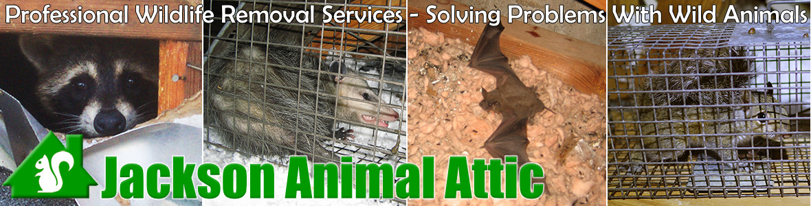 Jackson Animal Attic